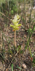 Lachenalia lutea