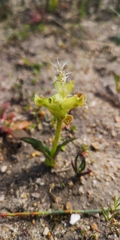 Lachenalia lutea