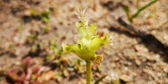Lachenalia lutea