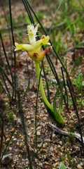 Lachenalia lutea