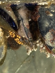 Botrylloides diegensis