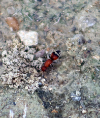 Timulla dubitatiformis