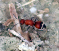 Timulla dubitatiformis