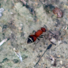 Timulla dubitatiformis