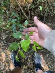 Nothofagus moorei
