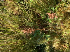 Platanthera clavellata