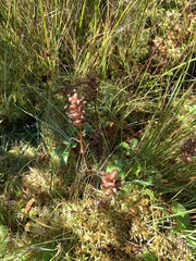 Platanthera clavellata