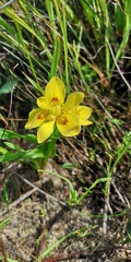 Moraea tricolor