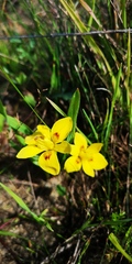 Moraea tricolor