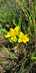 Moraea tricolor