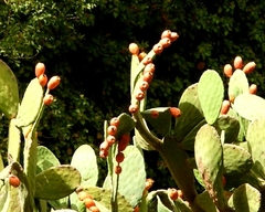 Opuntia ficus-indica
