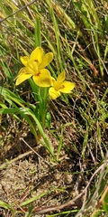 Moraea tricolor