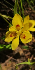 Moraea tricolor