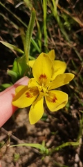 Moraea tricolor