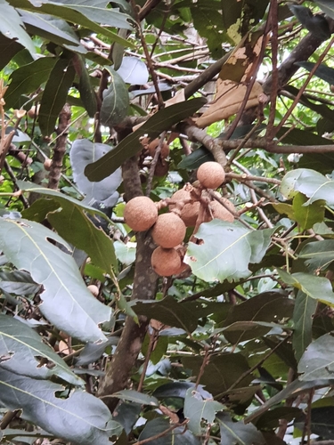 Rat Apple (Morisonia americana)