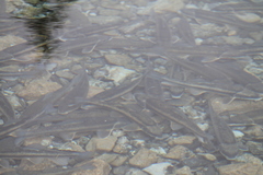 Catostomus commersonii