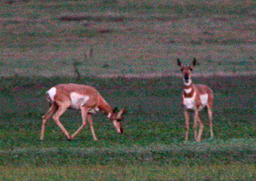 Pronghorn photographed in Arizona