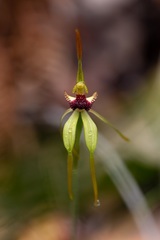 Caladenia longiclavata