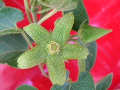 Gonolobus grandiflorus