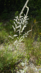Stenanthium