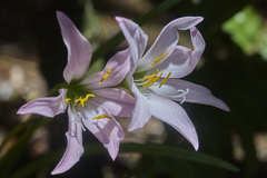 Zephyranthes lindleyana