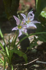 Zephyranthes lindleyana