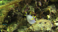 Polycera kernowensis