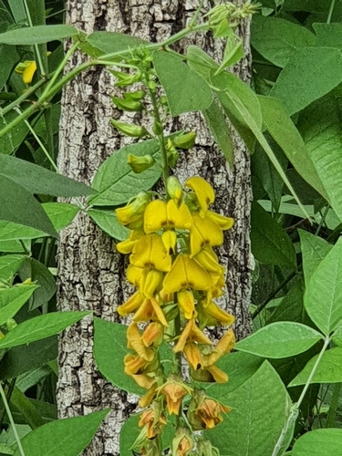 Chepil (Crotalaria pumila)