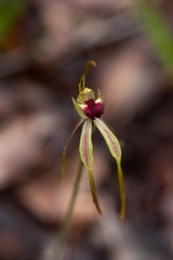 Caladenia longiclavata
