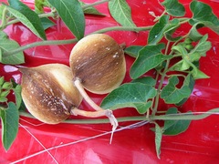 Gonolobus grandiflorus