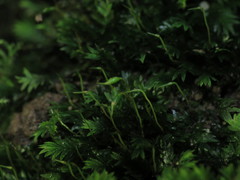 Fissidens incurvus