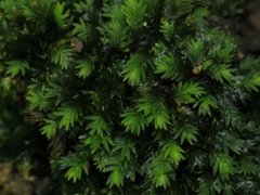 Fissidens incurvus