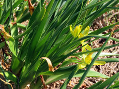 Albuca tortuosa