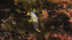 Polycera kernowensis