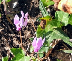 Cyclamen hederifolium