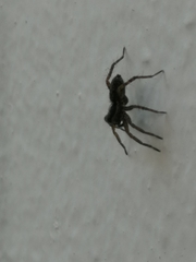Pardosa