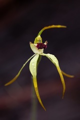 Caladenia longiclavata