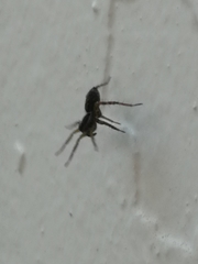 Pardosa