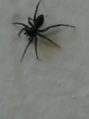 Pardosa