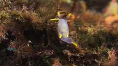 Polycera kernowensis