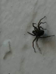 Pardosa