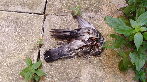 holub divý (Columba livia)