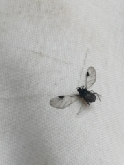 Pterygota