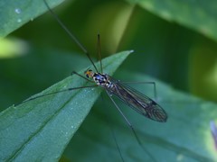 Nephrotoma flavipalpis