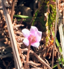 Cyclamen hederifolium