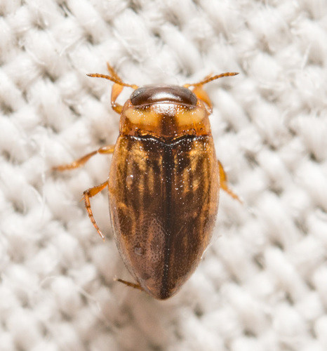 Liodessus obscurellus