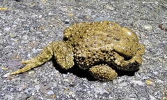 Bufo sachalinensis
