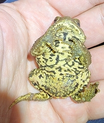 Bufo sachalinensis