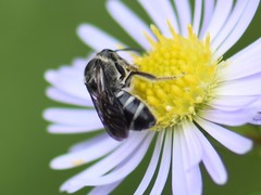 Lasioglossum sexnotatum