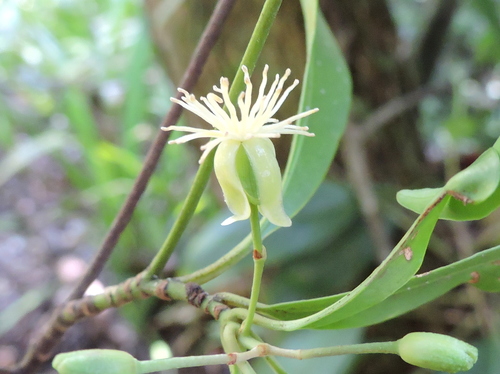 Tovomita fructipendula
